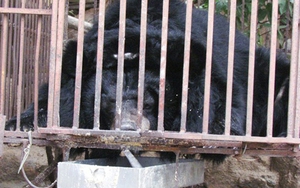 Bãi Cháy 'nóng' với tuần bảo vệ gấu